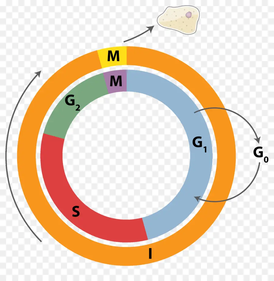 Ciclo Celular，Célula PNG