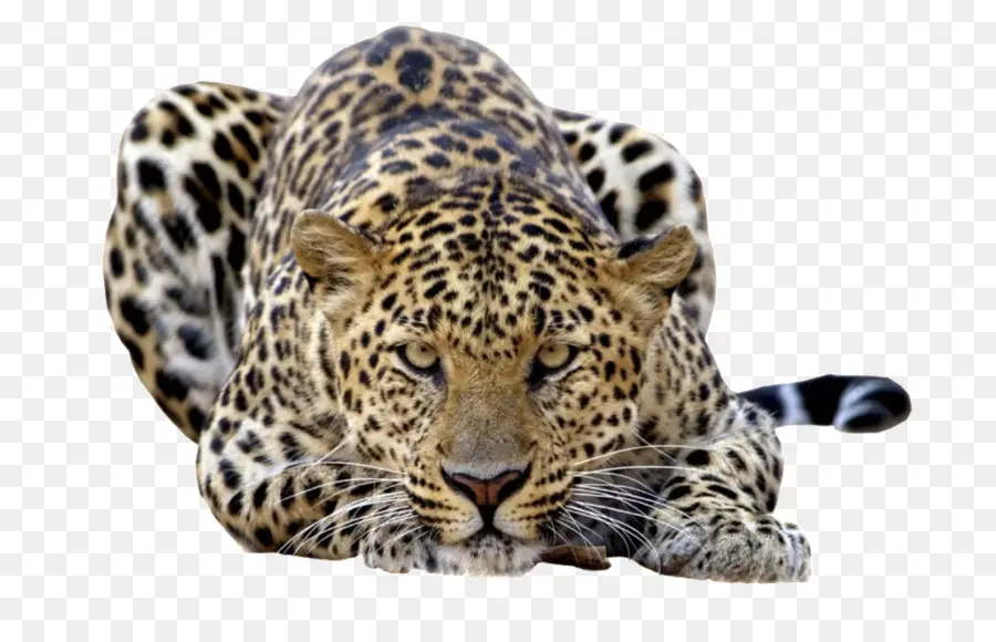 Felidae，O Leopardo De Amur PNG