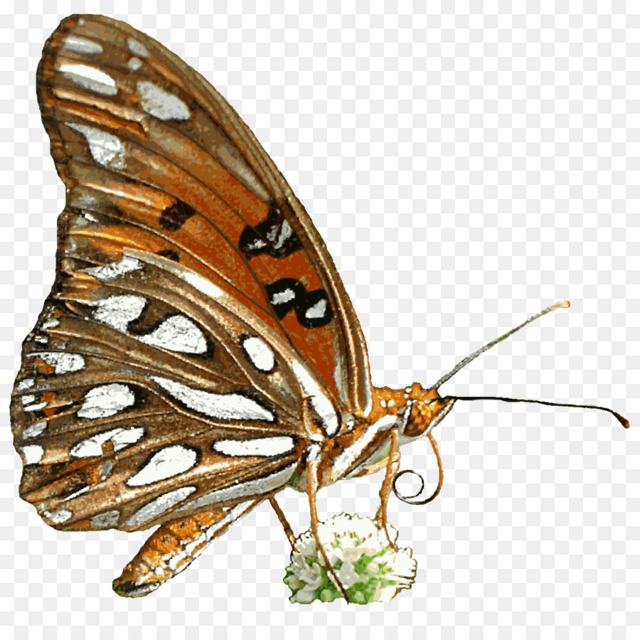 Borboleta No Galho，Filial PNG