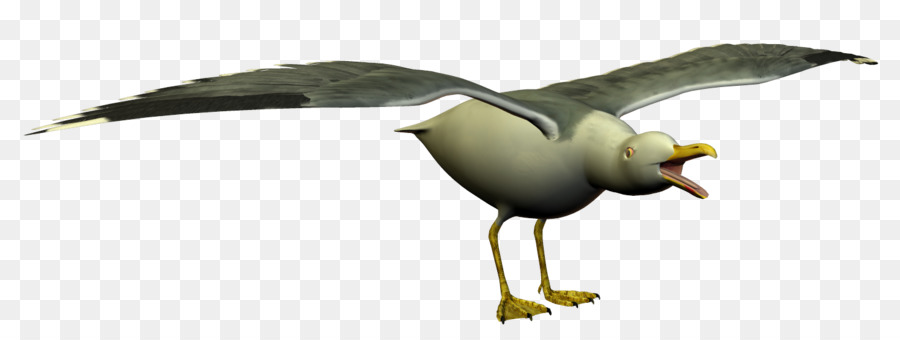 Gaivotas，Aves PNG