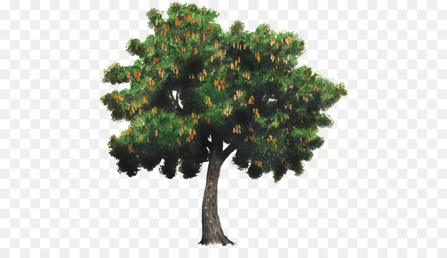 árvore，Tamarindo PNG