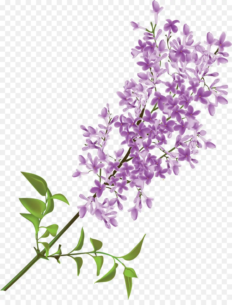 Comum Lilás，Flor PNG