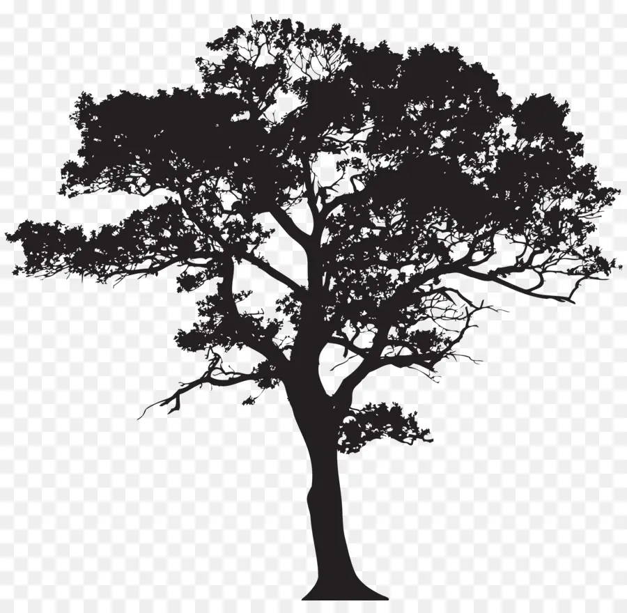 Silhueta，árvore PNG