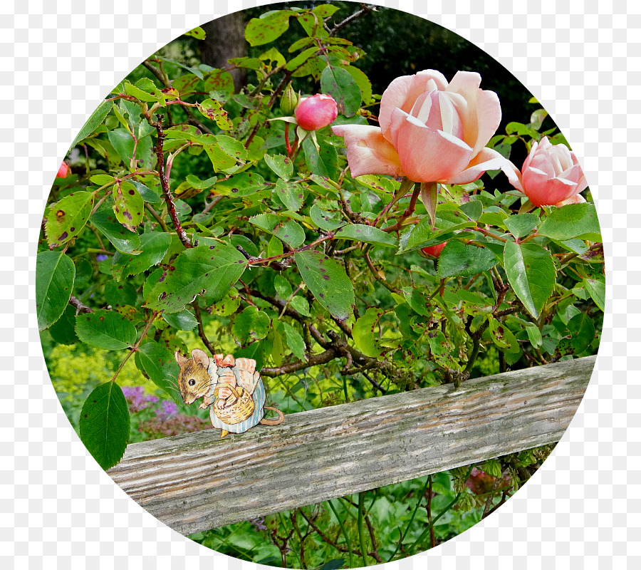 Centifolia Rosas，Rosaceae PNG