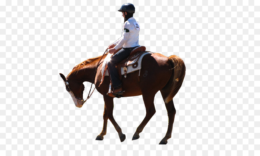 Cavaleiro，Equestre PNG