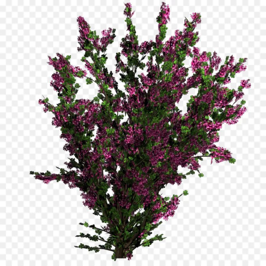 Flor，árvore PNG