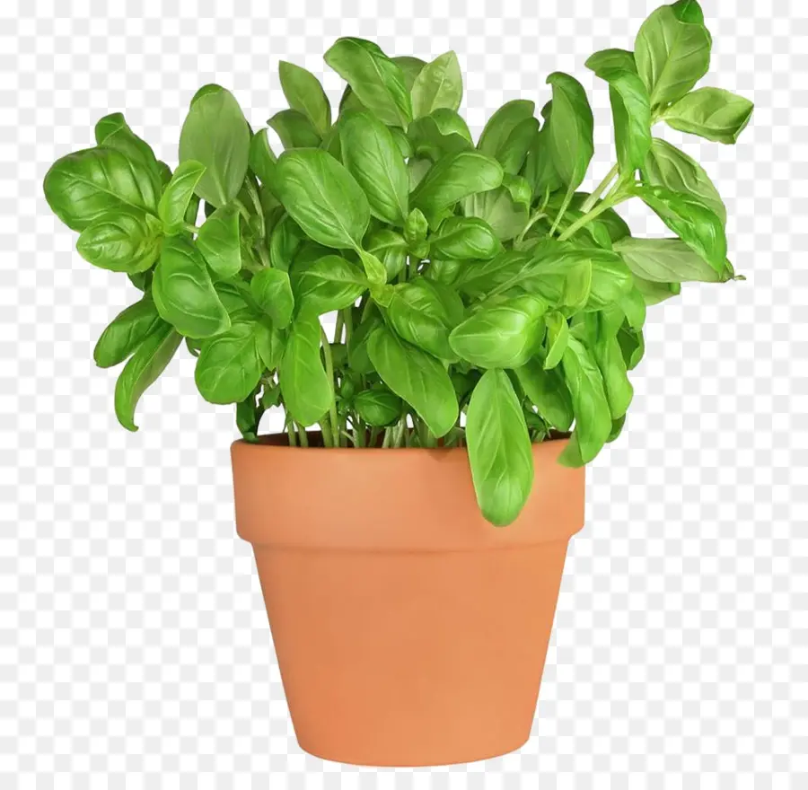 Manjericão，Multas Herbes PNG