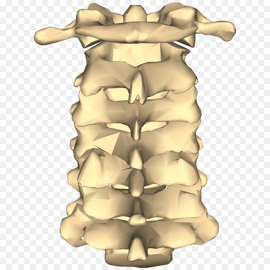 Vértebras Cervicais Coluna Vertebral Comum Png Transparente Grátis