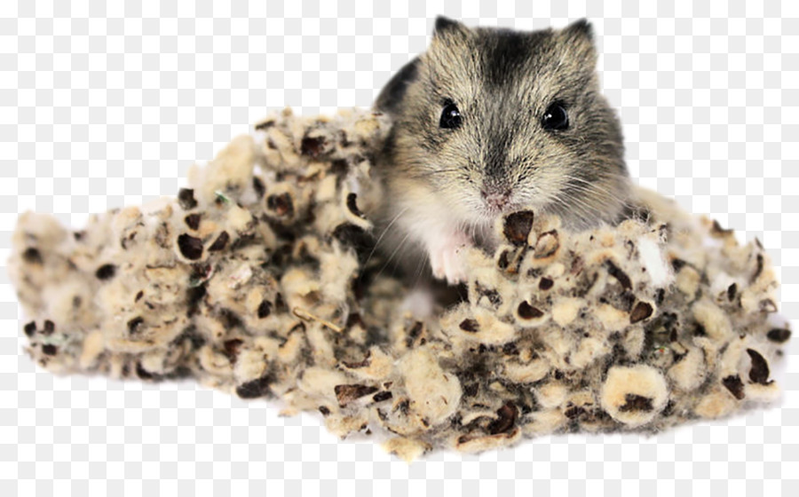 Hamster No Ninho，Hamster PNG