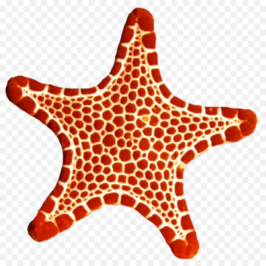 Estrela Do Mar，Echinoderm PNG