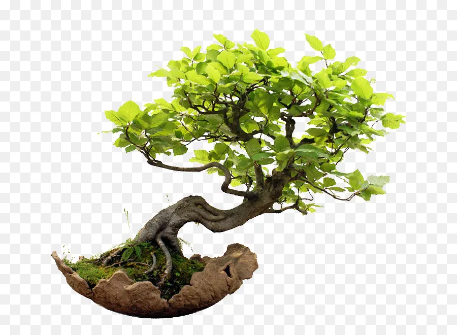 Árvore Bonsai，Verde PNG