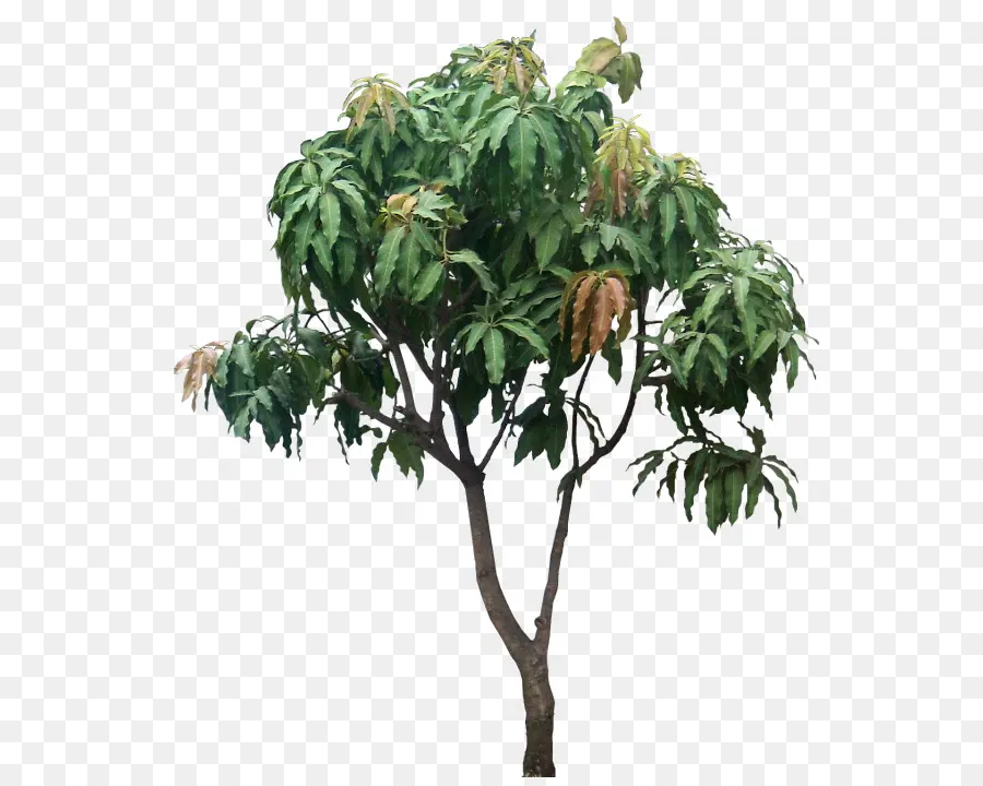 Mangifera Dizer，árvore PNG
