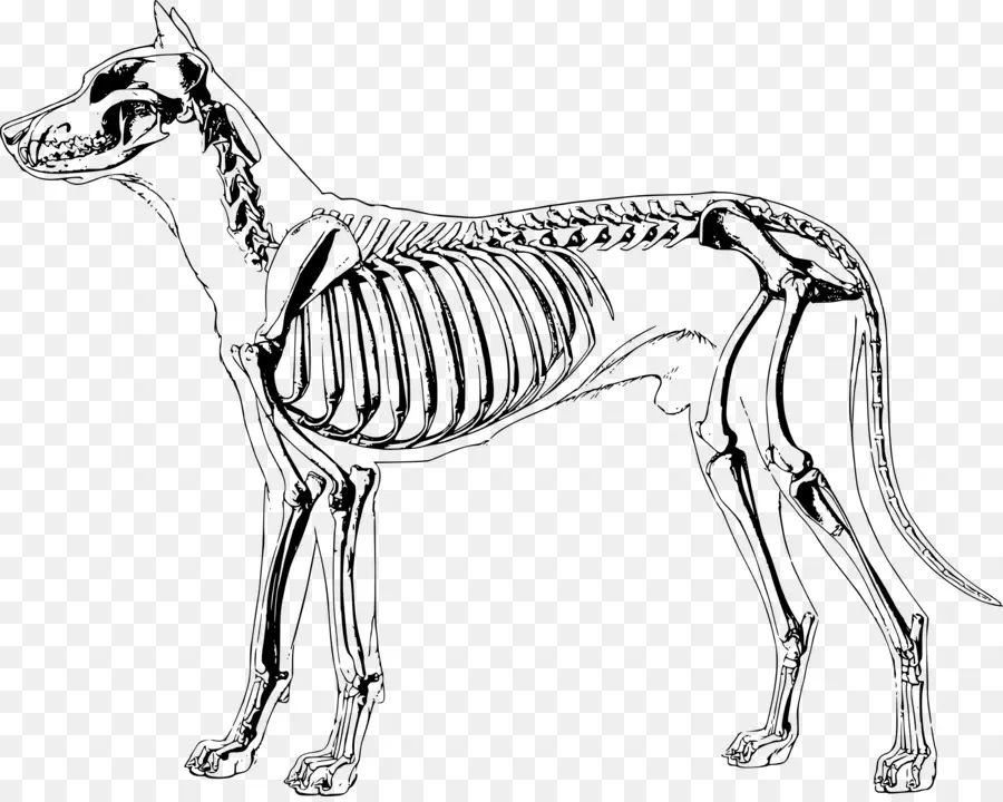 Cão，O Esqueleto PNG