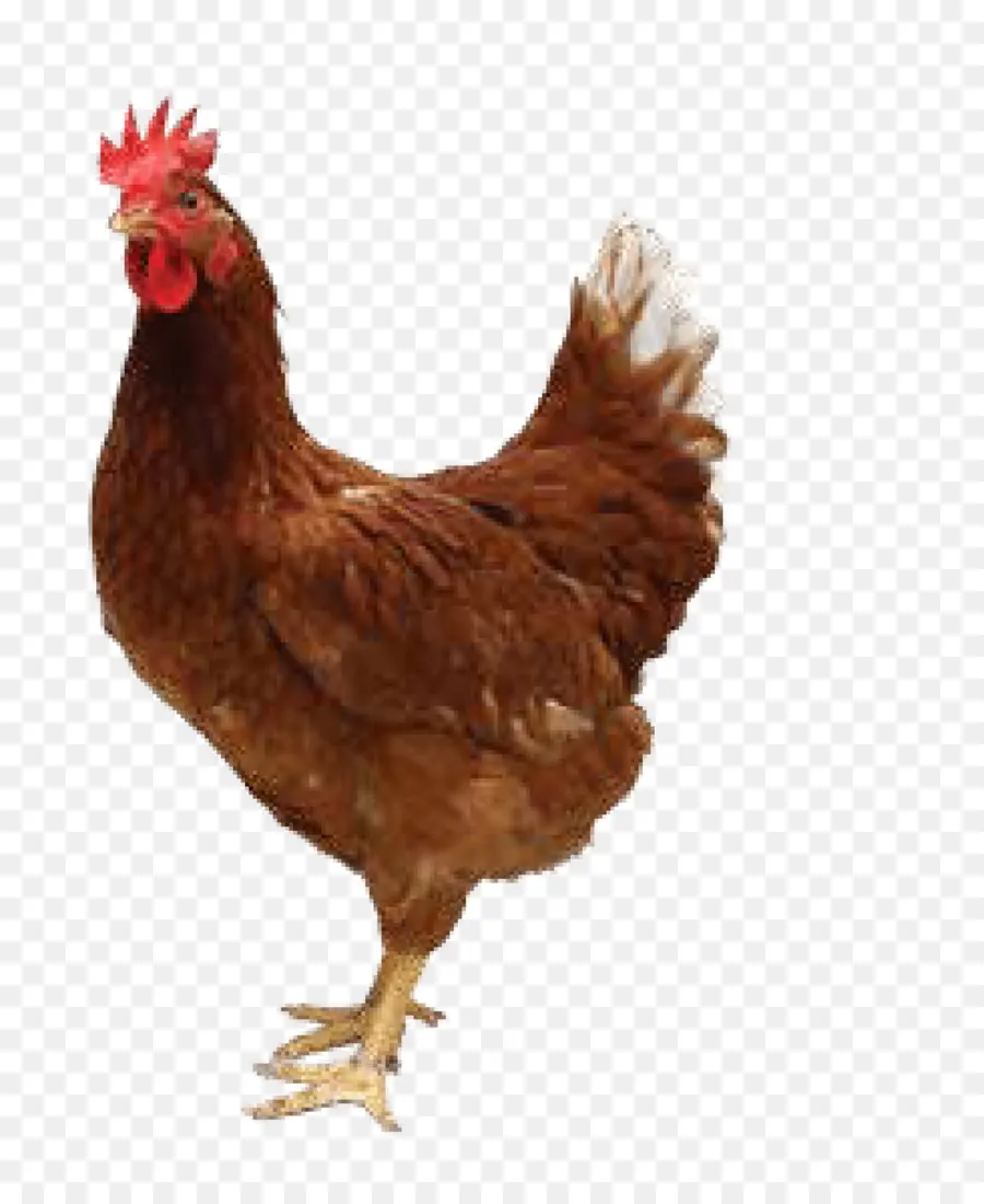 Frango，Frango Assado PNG