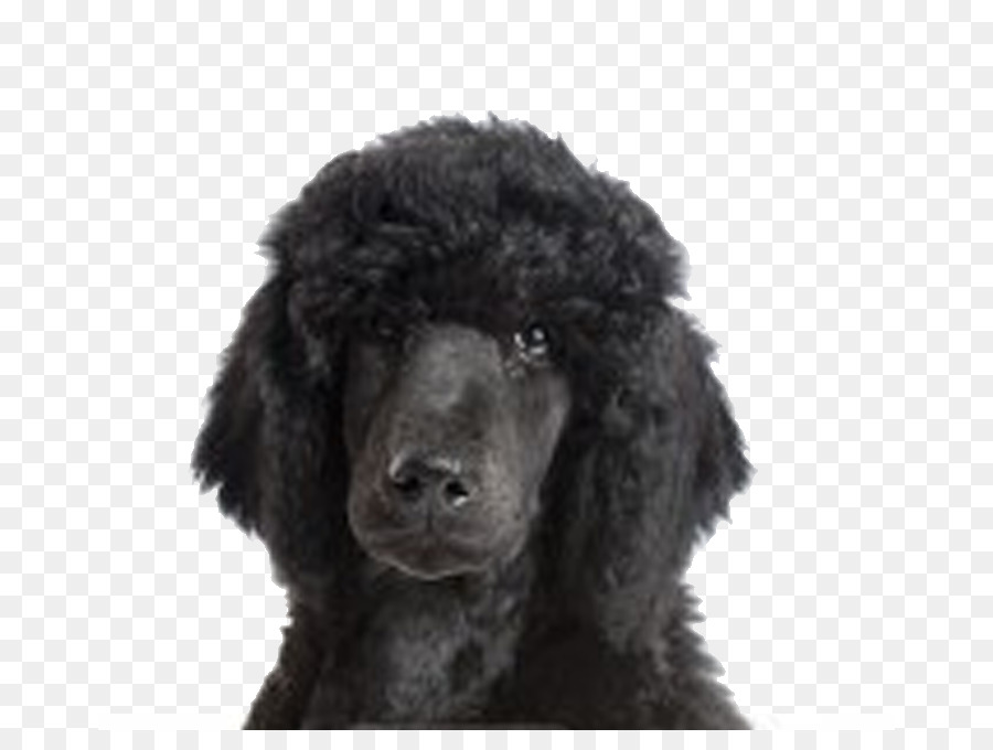 Caniche Preto，Cachorro PNG