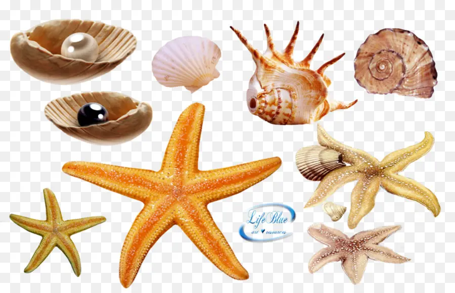 Seashell，Profundo Mar Criatura PNG