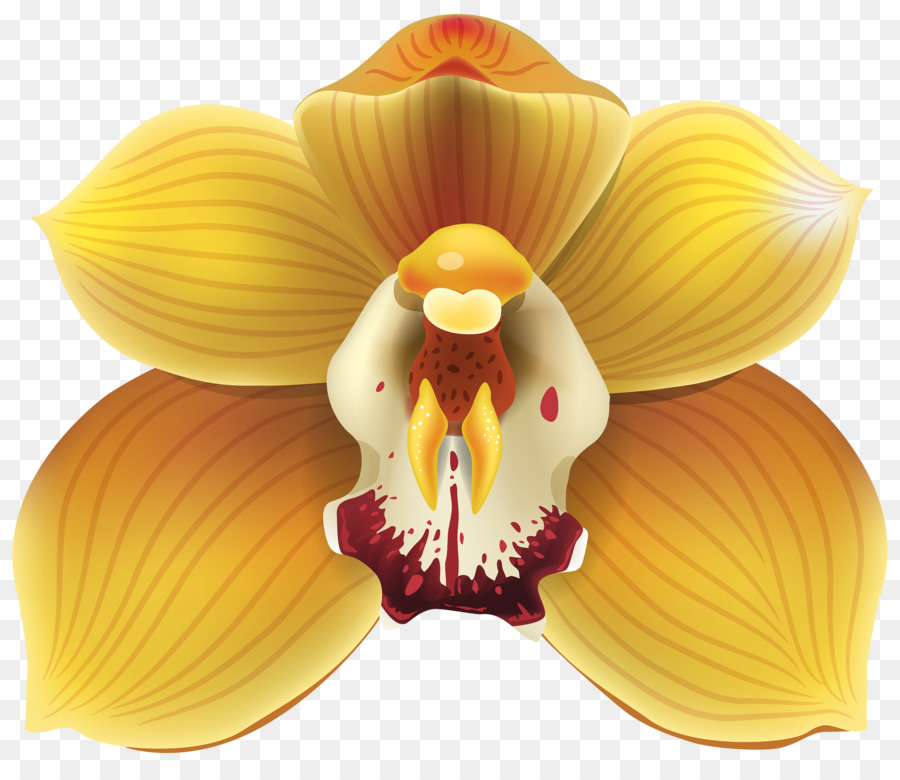 Orquídea，Amarelo PNG