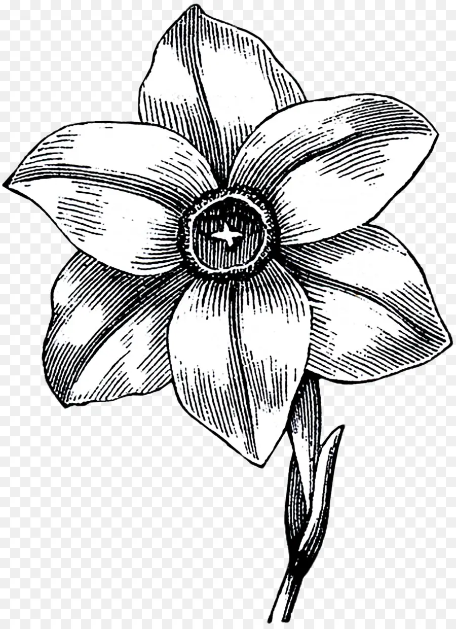 Narciso Preto E Branco，Esboço PNG