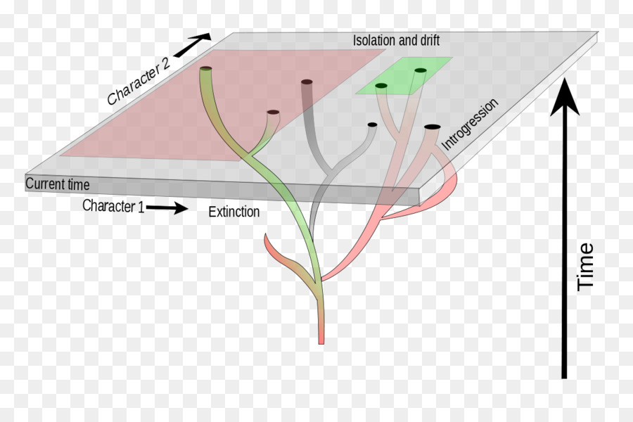 Diagrama De Evolução，Gráfico PNG