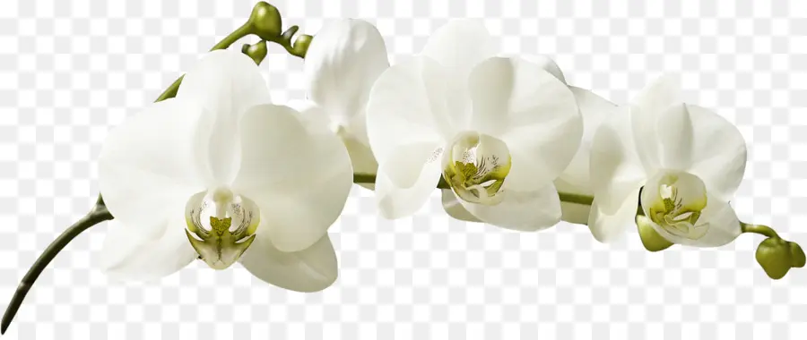 Orquídeas，Branco PNG