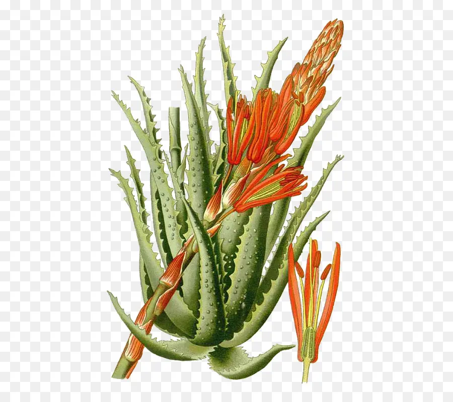 Aloe Arborescens，Aloe Vera PNG