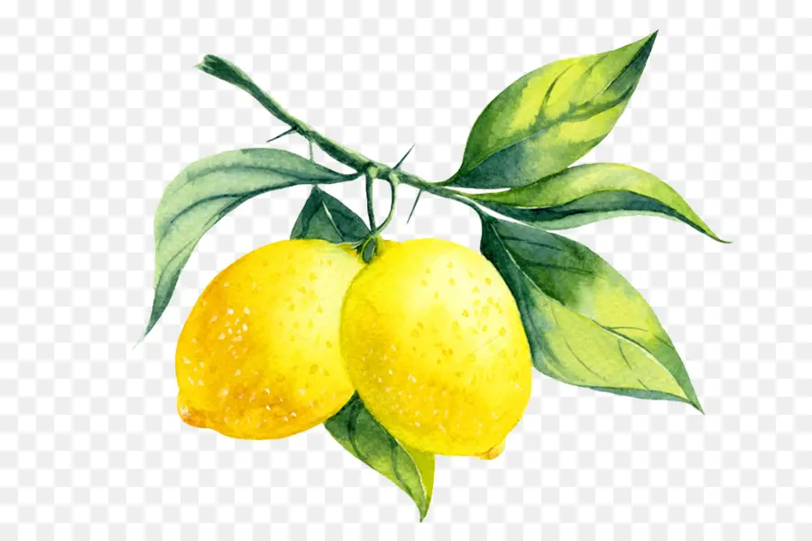 Licor De Limão，Limão PNG