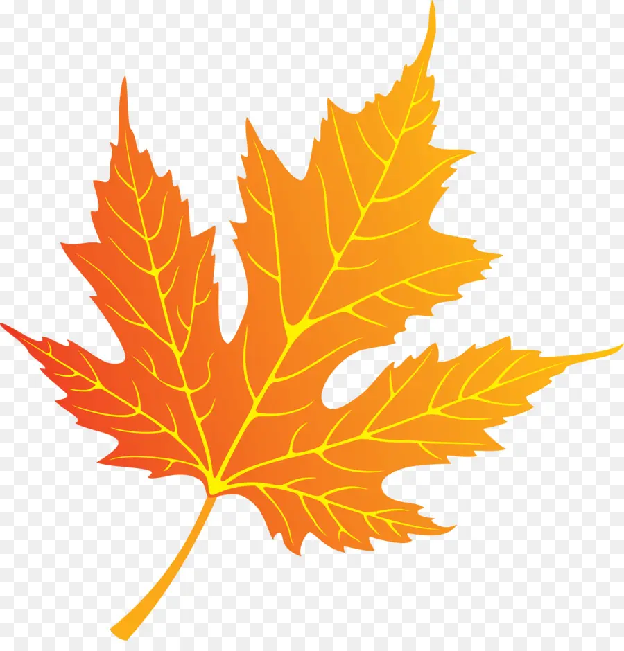 Outono，Maple Leaf PNG