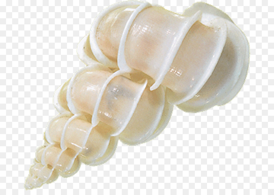 Seashell，Mar PNG