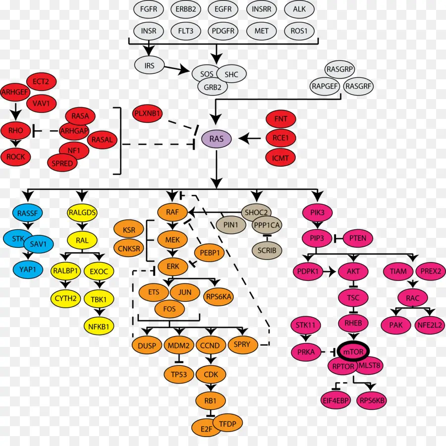 Diagrama De Caminho，Caminho PNG