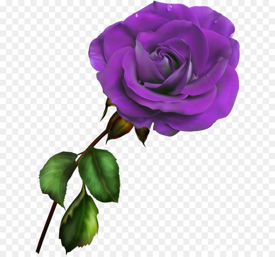 Rosa Roxa，Florescer PNG