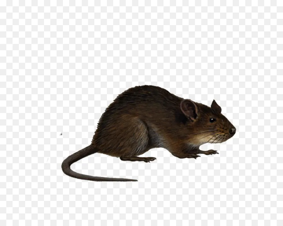 Mouse，Preto Rat PNG