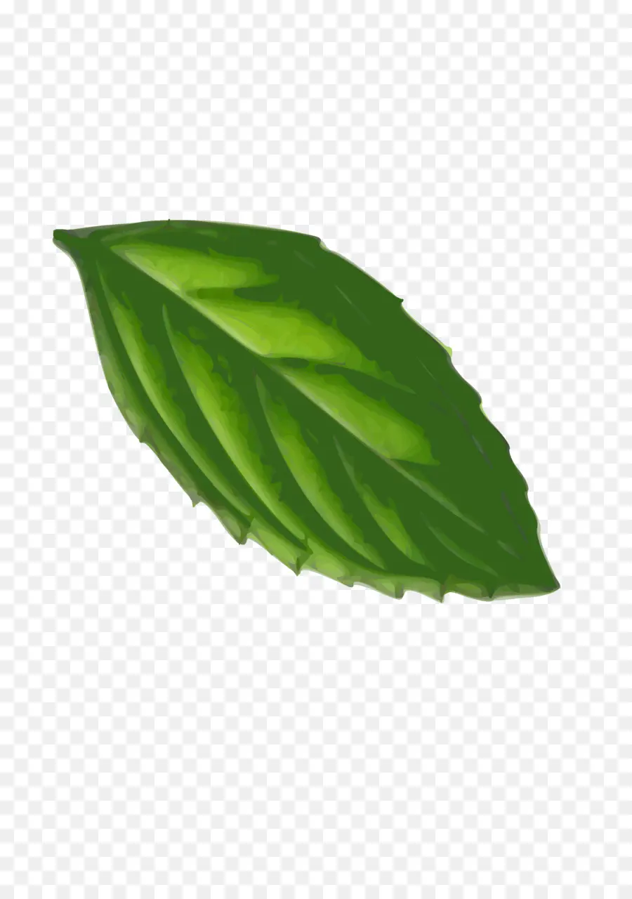 Folha Verde，Plantar PNG