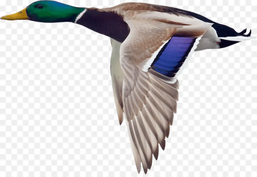 Pato，Pássaro PNG