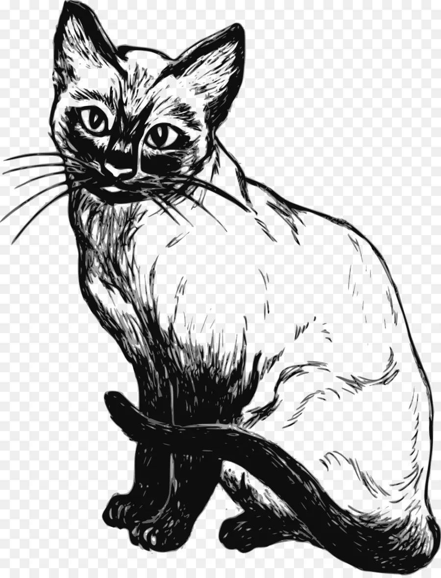Siamese Cat，Arte De Linha PNG
