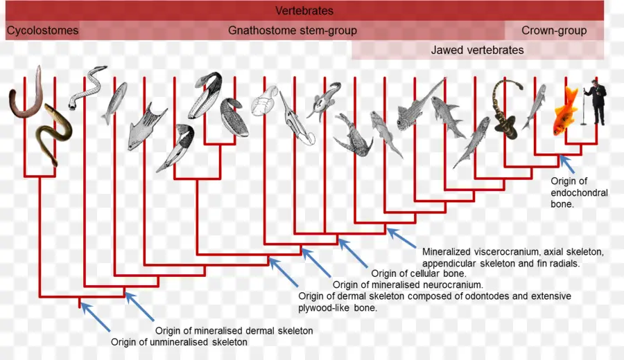 Vertebrados，Evolução PNG