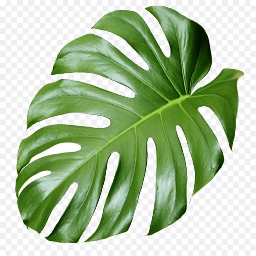 Planta，Estética PNG