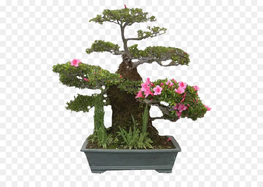 Árvore Bonsai，Pote PNG