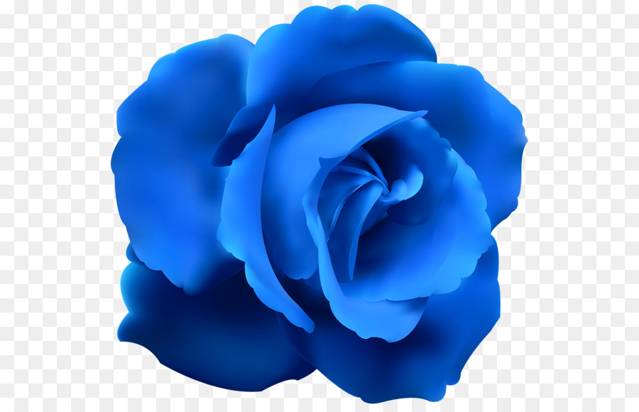 Rosa Azul, Rosa, Azul png transparente grátis