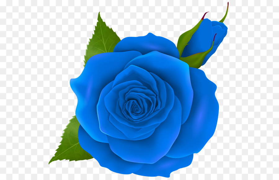 Rosa, Rosa Azul, Flor png transparente grátis