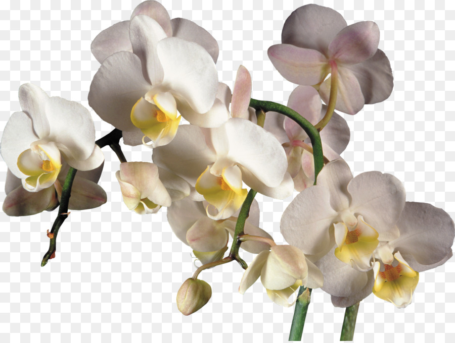 Orquídeas，Traça Orquídeas PNG
