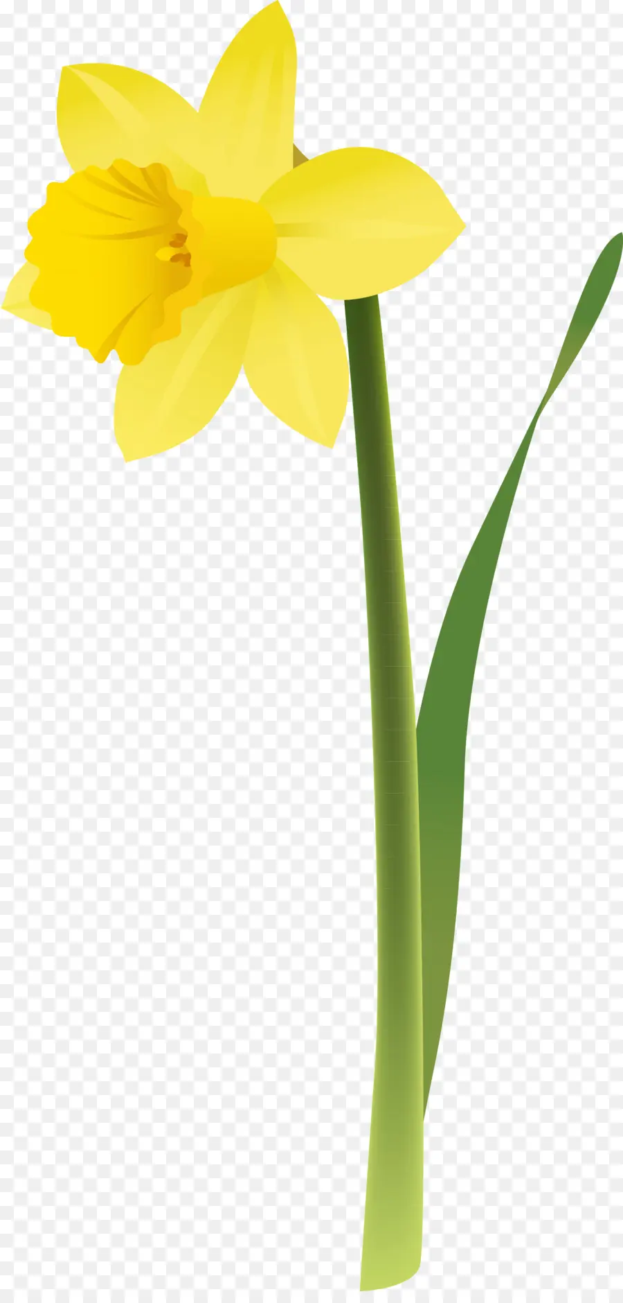 Narciso，Flor PNG