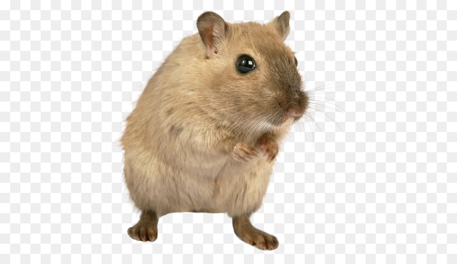 Gerbil Fofo，Roedor PNG