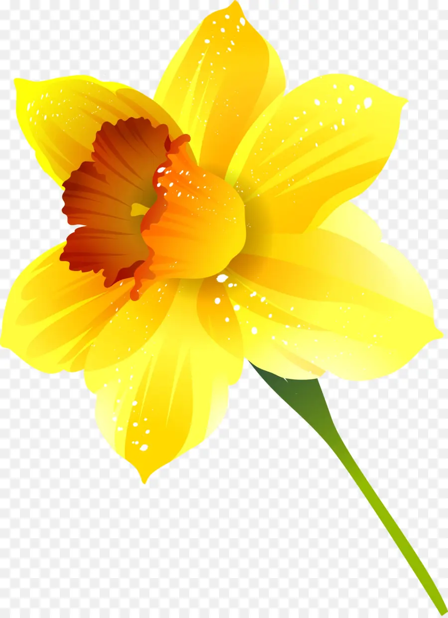 Narciso，Flor PNG