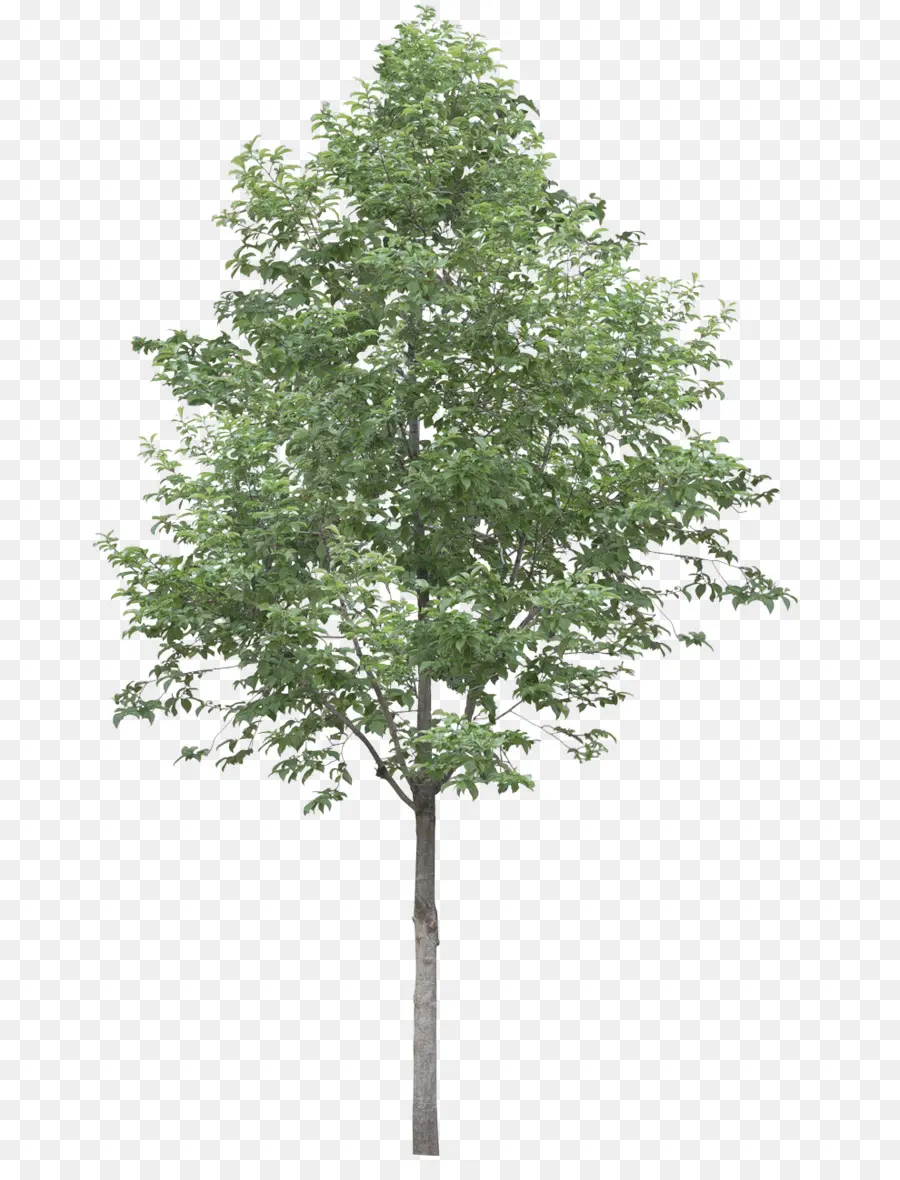 Populus Alba，árvore PNG