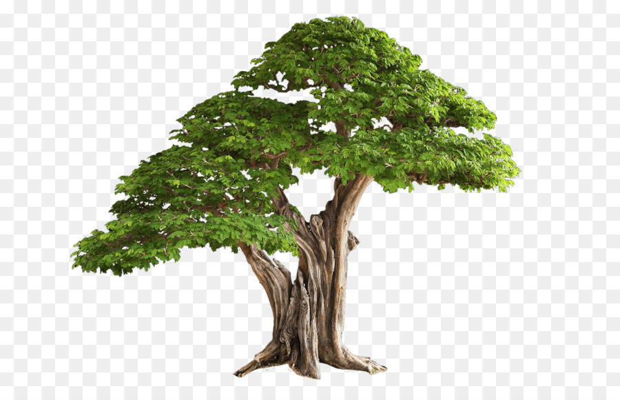 Árvore Bonsai，Miniatura PNG