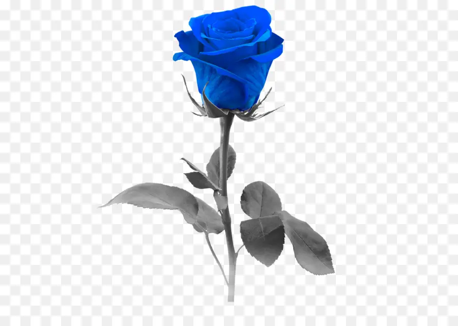 Rosa Azul，Rosa PNG