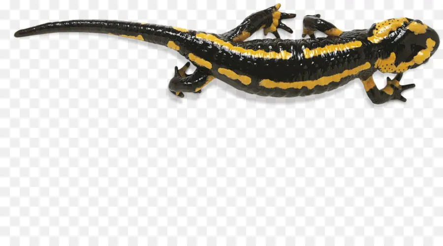 Salamandra，Anfíbio PNG