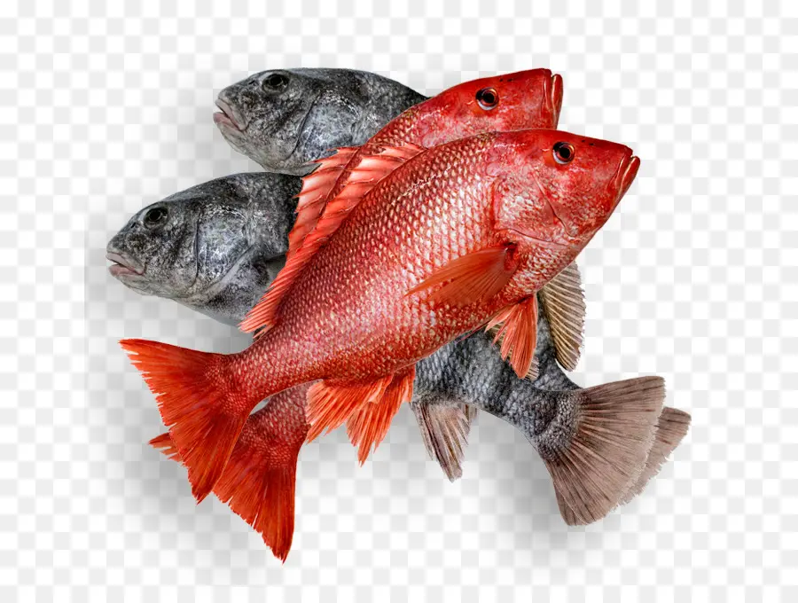 Ostras，Peixe PNG