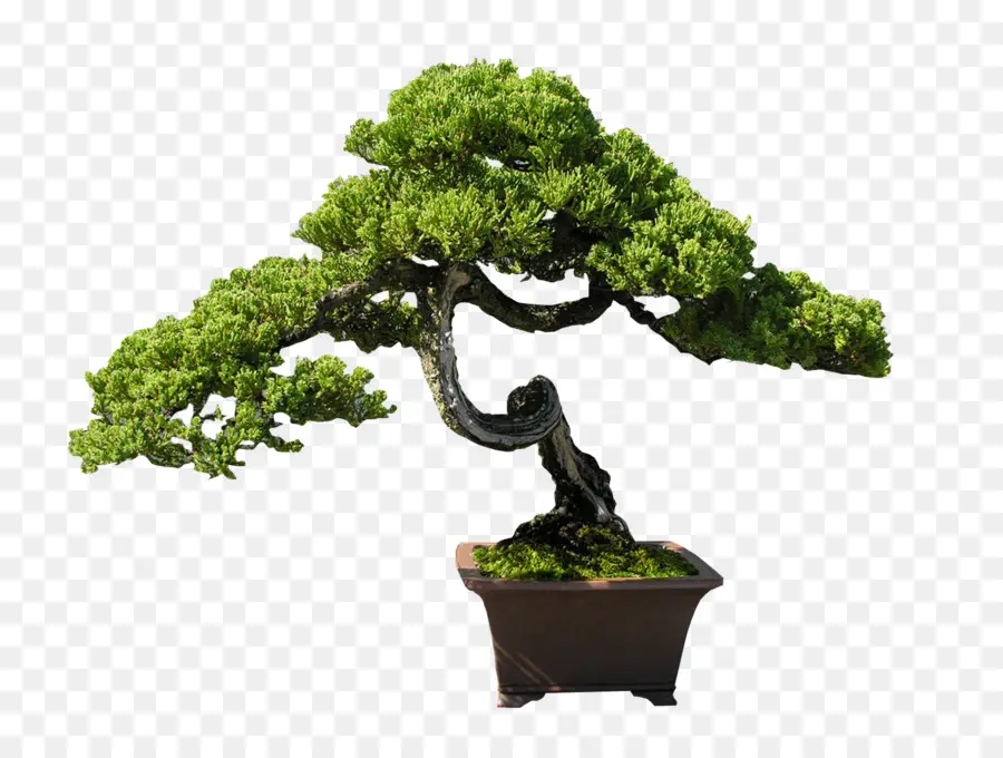 Bonsai，árvore PNG