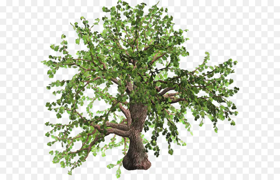 árvore，Carvalho PNG
